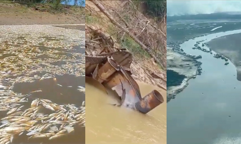 Peixes mortos, barcos encalhados e miséria: amazonenses estão sofrendo com estiagem; veja vídeos
