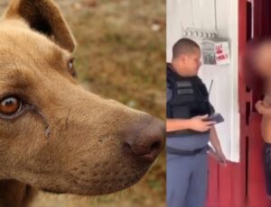 Mais de 10 cadelas foram estupr4das por maníaco no bairro Cidade Nova; veja vídeo