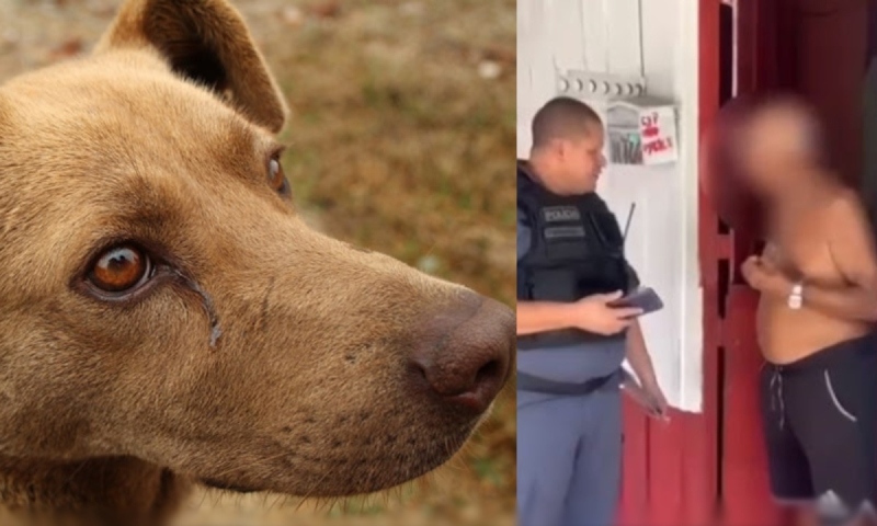 Mais de 10 cadelas foram estupr4das por maníaco no bairro Cidade Nova; veja vídeo