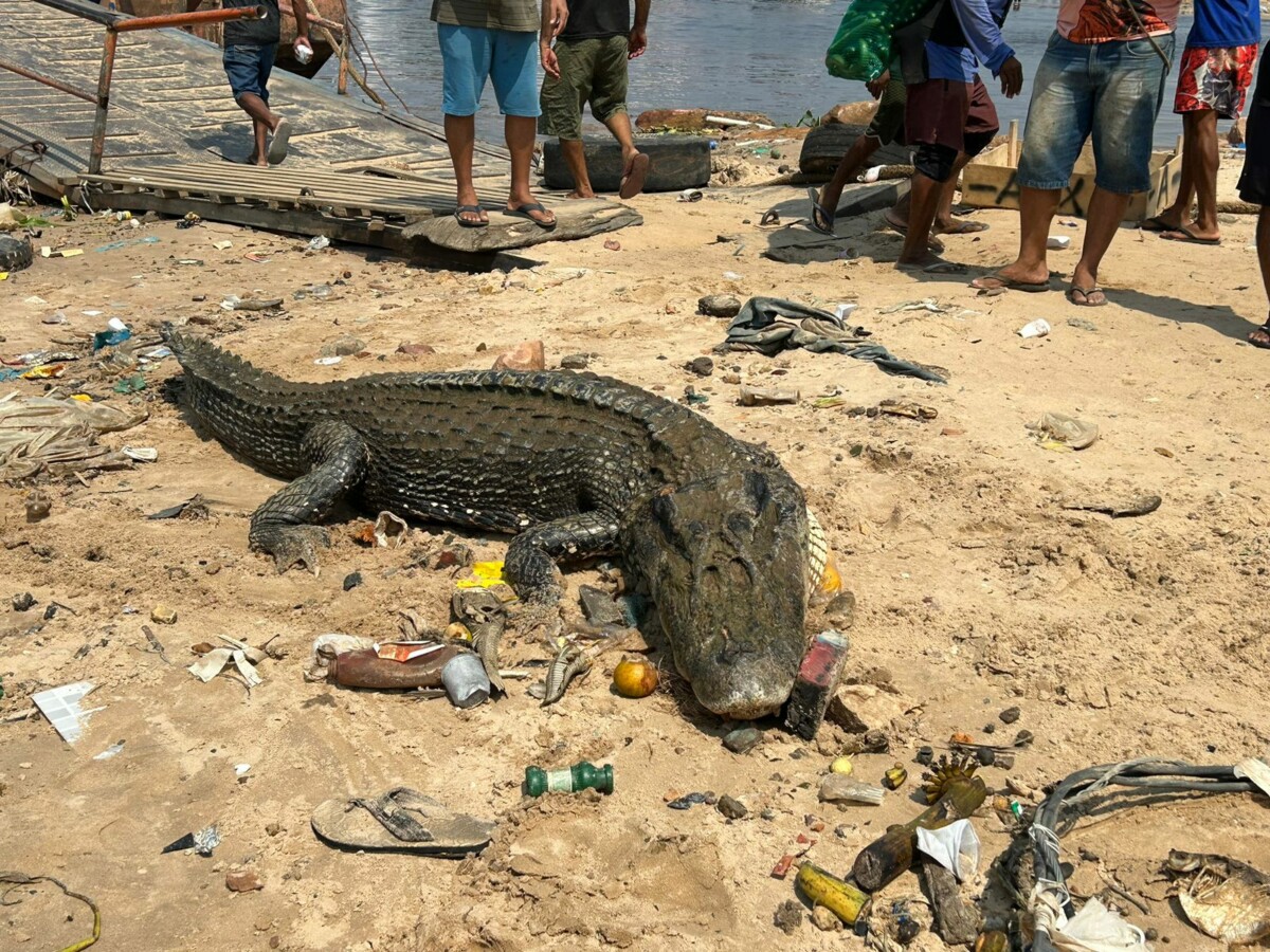 Seca no Amazonas faz jacaré gigante ficar ‘encalhado’ no Porto da Manaus Moderna; veja vídeos