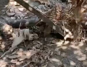 URGENTE: jovem é encontrada m0rta em matagal no Iranduba; veja vídeo