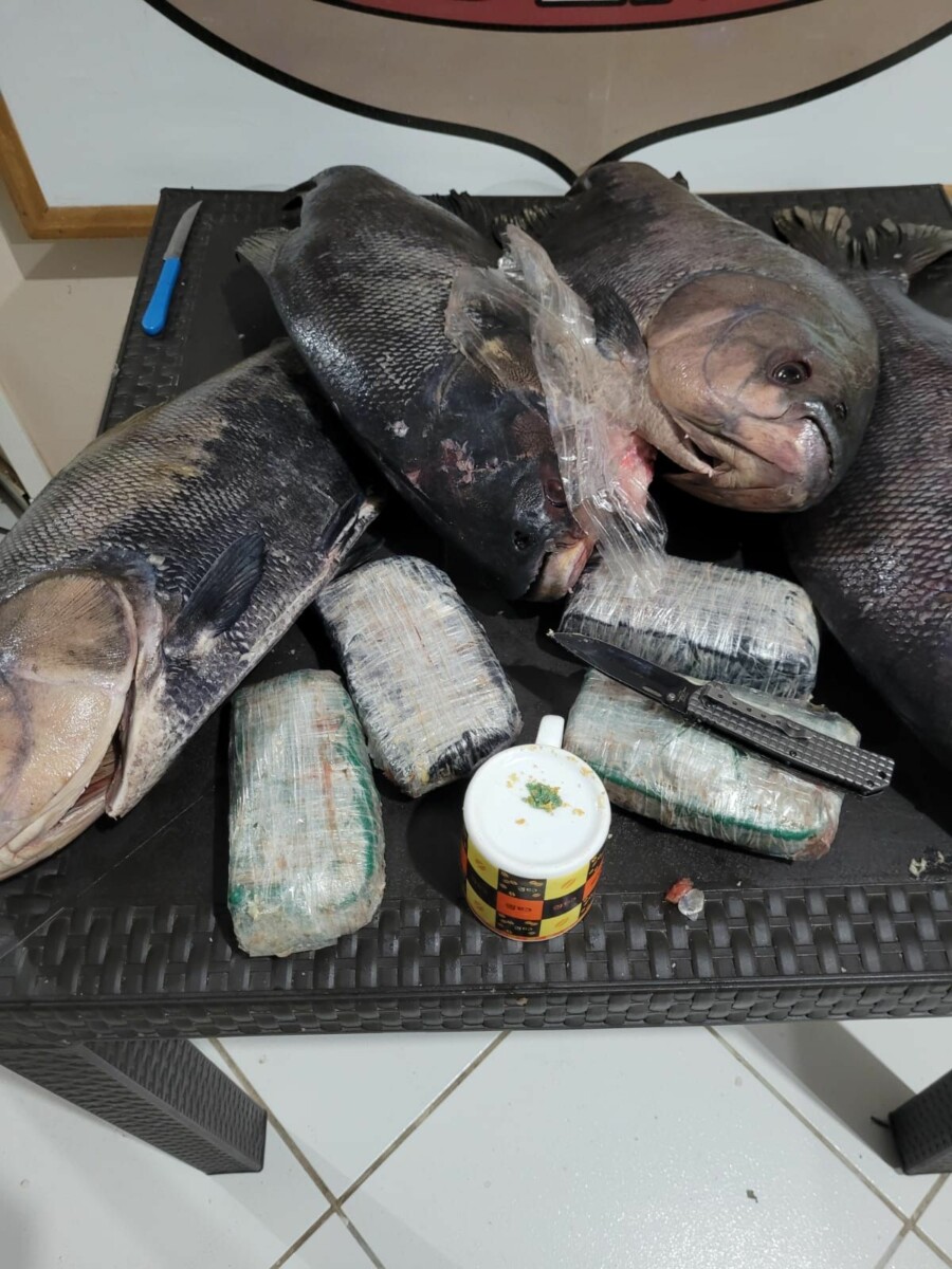 “Tempero diferenciado”: tr4ficantes ‘recheiam’ tambaqui com cocaína no Amazonas: veja vídeo