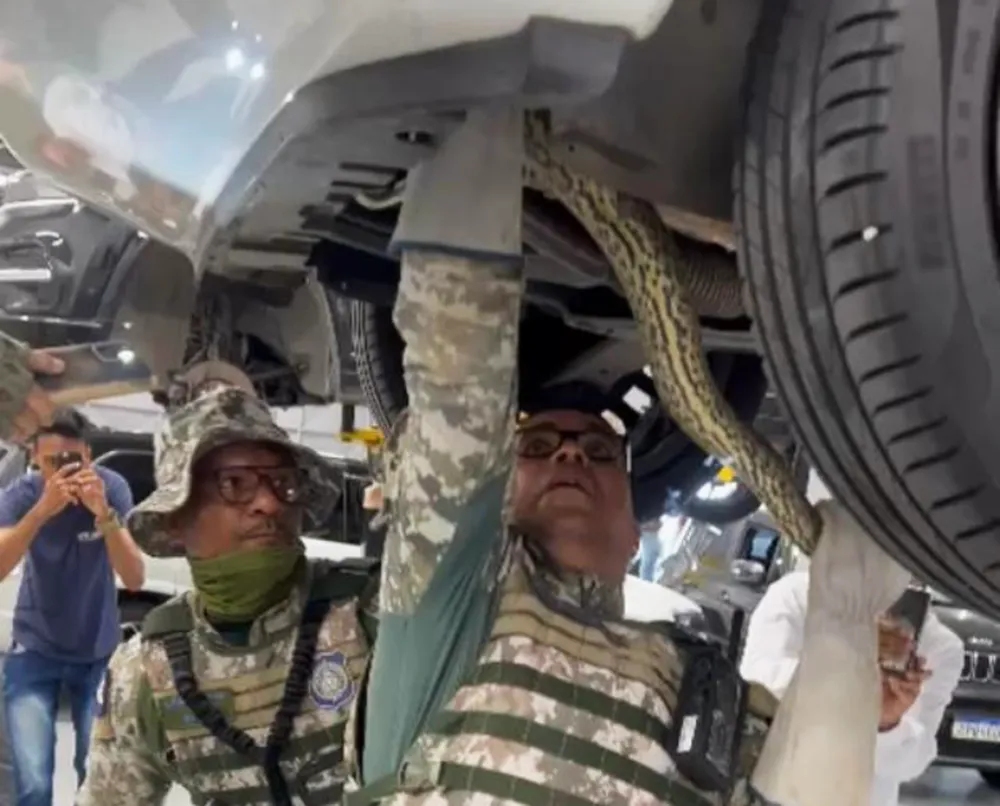 Sucuri de cerca de 2 metros é resgatada entre peças de carro; veja vídeo
