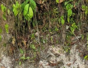 URGENTE: corp0 em decompos1ção é encontrado no bairro Cidade de Deus