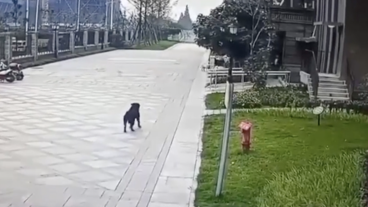 Desesperador: veja momento que cachorro ‘endem0ni4do’ tenta dev0rar cri4nça; veja vídeo