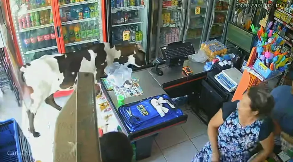 Vaca para escapar do calor invadiu supermercado com ar-condicionado; veja vídeo