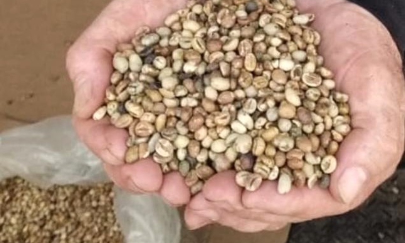 Seca histórica no AM faz com que transportar Café de Apuí seja uma verdadeira saga