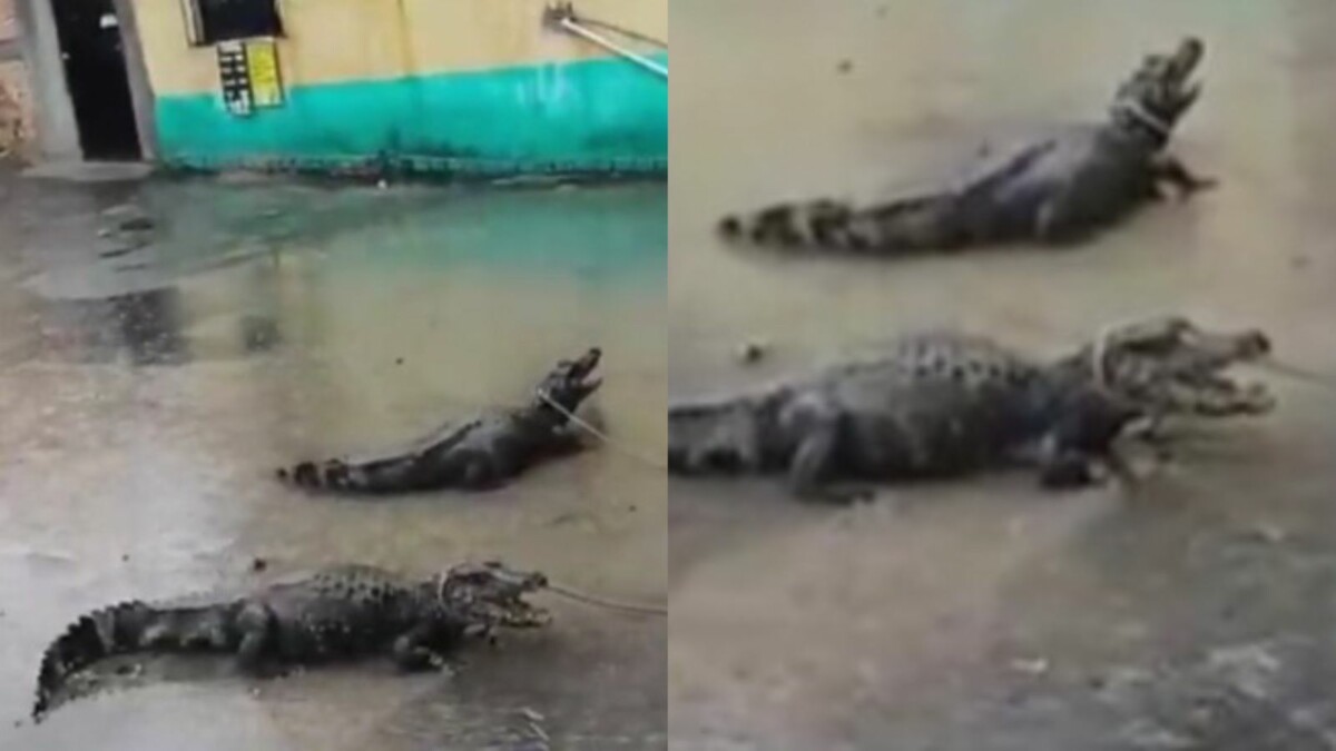 Jacarés são flagrados atravessando rua de Manaus; veja vídeo