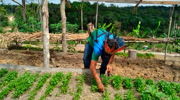 FEI convoca agricultores indígenas para fornecer alimentos às escolas do Amazonas