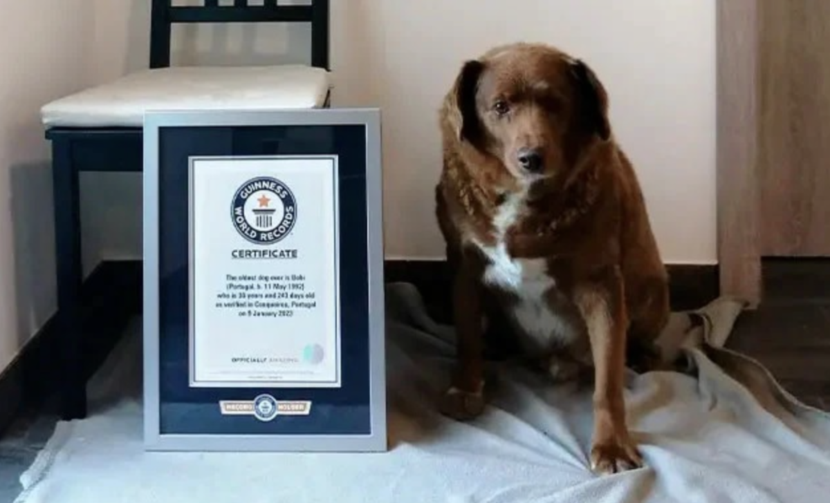 M0rre Bobi, o cachorro mais velho do mundo: “Um verdadeiro guerreiro!”
