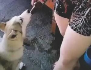 Mulher que deu cerveja para cachorro é multada por maus-tratos; veja vídeo
