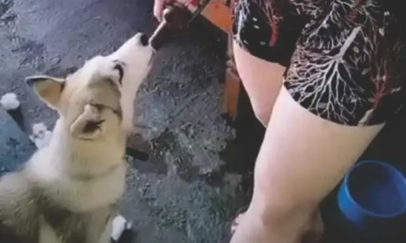 Mulher que deu cerveja para cachorro é multada por maus-tratos; veja vídeo