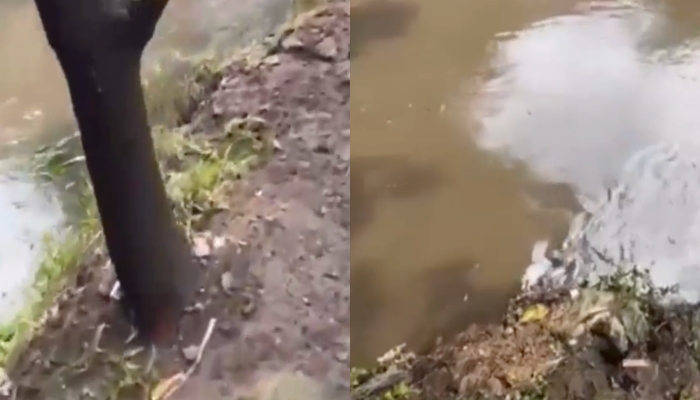 Urgente: c0rpo de mulher tatuada é encontrado boi4ndo em igarapé; veja vídeo