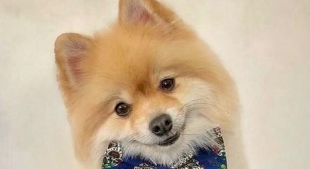 Justiça manda prender tutor de cão que arrancou focinho de spitz alemão