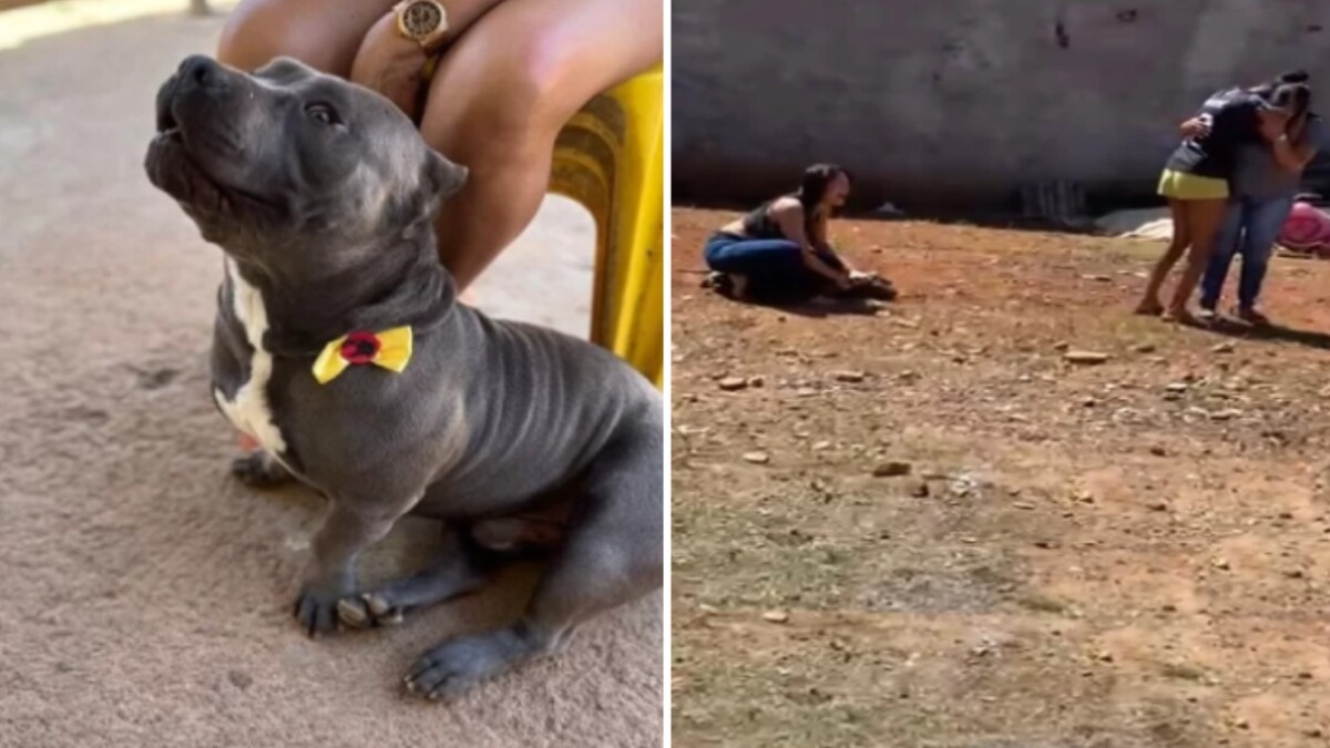 PM entra em casa e m4t4 cachorro de moradora com t1ro na cabeça; veja vídeo