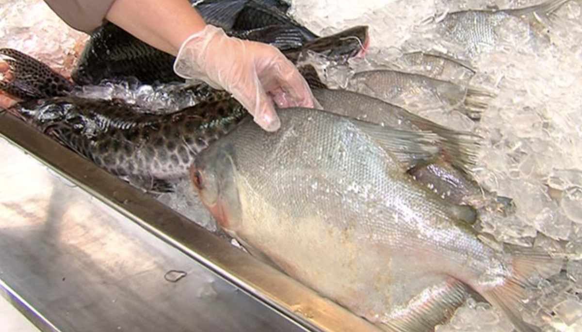 Vômito e diarreia: A proibição da ANVISA contra marca de peixe que pode estar na sua geladeira agora