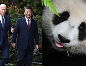 'Diplomacia do Panda' pode ser reativada após encontro entre Xi Jinping e Joe Biden