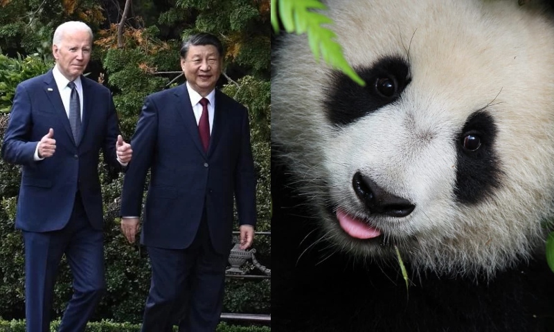 ‘Diplomacia do Panda’ pode ser reativada após encontro entre Xi Jinping e Joe Biden