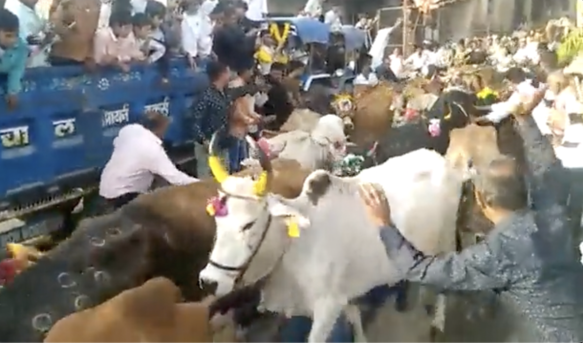 Em ritual indiano, fiéis deitam no chão para serem pisoteados por vacas ‘sagradas’; veja vídeo