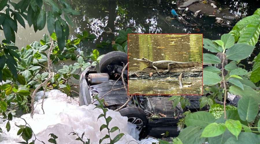 Motorista dorme no volante e quase é devorad0 por jacarés em Manaus