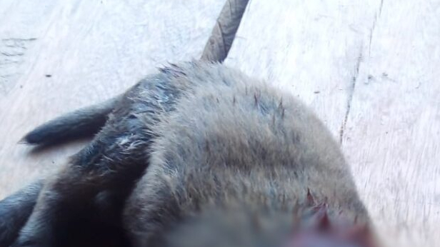 Crueldade: homem arr4nca a cabeça de filhote de cachorro com as próprias mãos