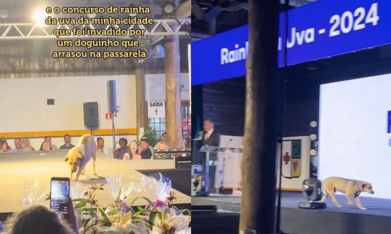 Cachorro caramelo invade concurso de moda e rouba atenção no desfile; vídeo