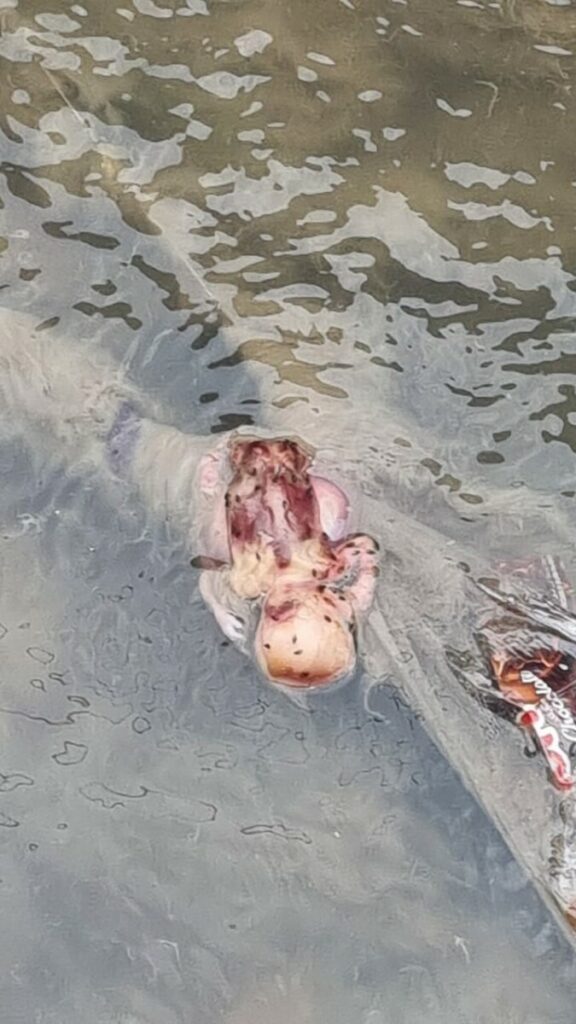 URGENTE: recém-nascido é encontrado mort0 em igarapé do bairro Alvorada; CENA FORTE