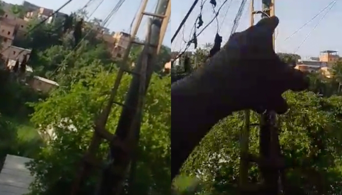 “Ele tá grud4do no p0ste”: filha se desespera ao ver pai m0rrendo em Manaus; veja vídeos