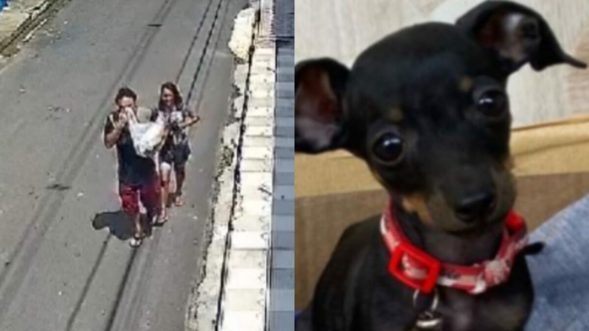 Casal roub4 cadela de estimação de casa no bairro Alvorada; veja vídeo