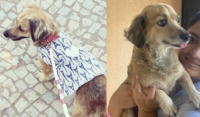 PROCURA-SE: família pede ajuda para encontrar cadela desaparecida no Coroado