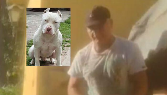 CRUELD4DE: homem tortur4 cachorro pitbull por ter destru1do seus calçados; cenas f0rtes