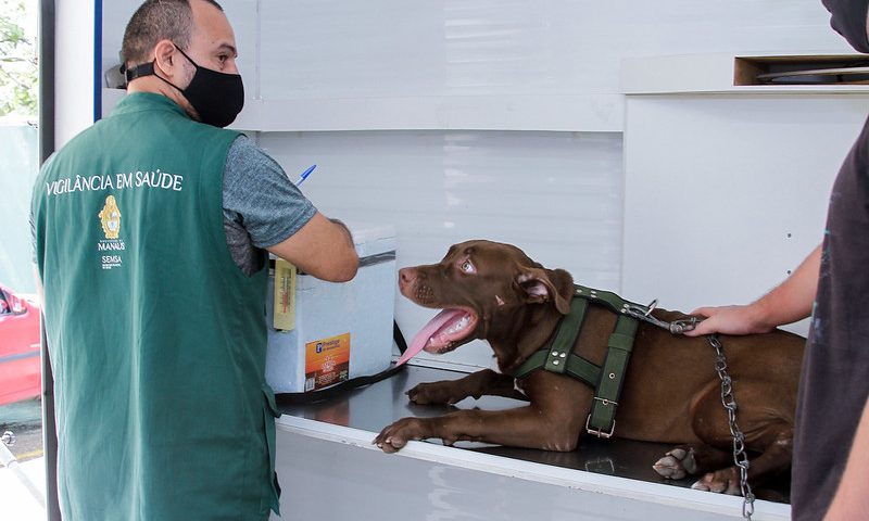 Confira o calendário para agendamentos de castração de cães e gatos em Manaus