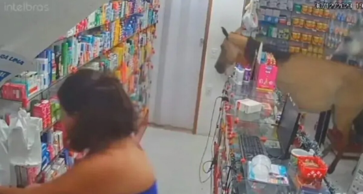 Veja o momento que cavalos invadem comércio e fazem bagunça em farmácia