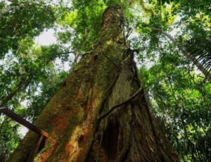 Floresta em Pé: Governo do Amazonas aplicou R$ 300 milhões em multas contra crimes ambientais