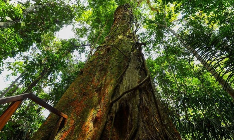 Floresta em Pé: Governo do Amazonas aplicou R$ 300 milhões em multas contra crimes ambientais