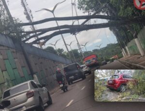 Árvore do INPA cai sobre carro e bloqueia o viaduto do Coroado, em Manaus; veja vídeo