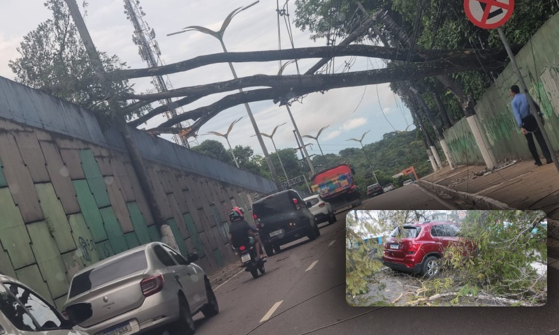 Árvore do INPA cai sobre carro e bloqueia o viaduto do Coroado, em Manaus; veja vídeo