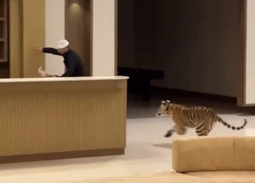 ‘Miau’: homem tenta fugir do próprio tigre dentro de mansão de luxo; veja o vídeo