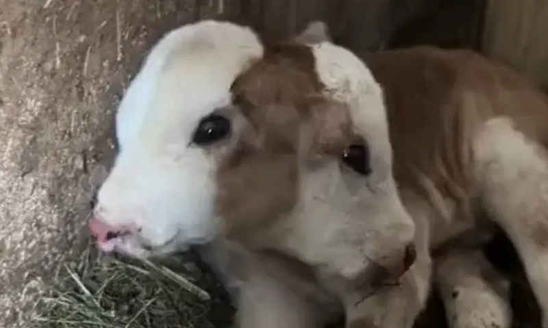 EITA: bezerro nasce com duas cabeças e espanta fazendeiros; veja vídeo