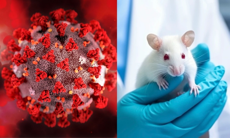 Cientistas da China testam nova cepa do vírus Covid-19 que mata 100% das cobaias