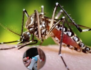 Recorde de mortes por dengue em 2023 levanta debate sobre falta de vacinação no Brasil