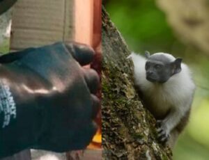 Macaco Sauim-de-coleira fica ferido após se pendurar em poste de energia em Manaus; veja