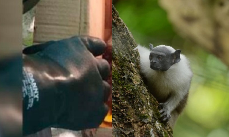 Macaco Sauim-de-coleira fica ferido após se pendurar em poste de energia em Manaus; veja