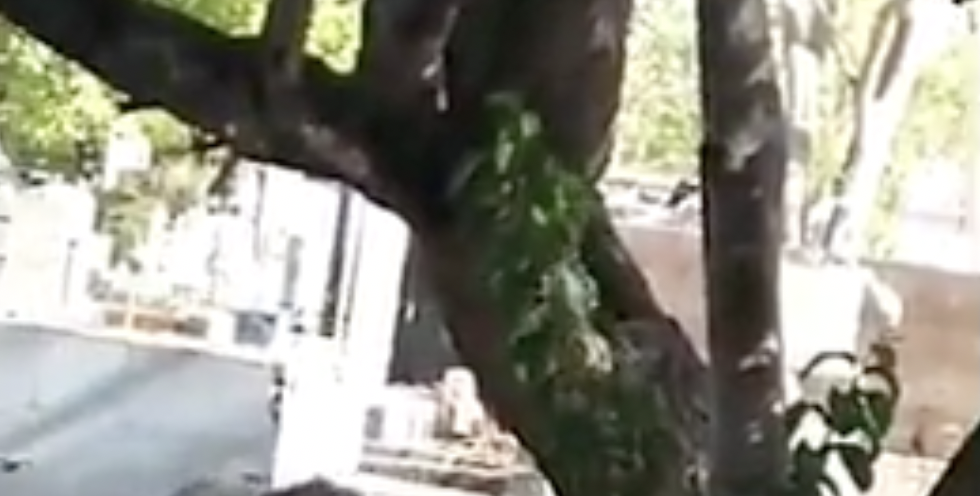“Não respeitam mais nem os mortos!”: casal é filmado realizando fetiche em cemitério; veja vídeo