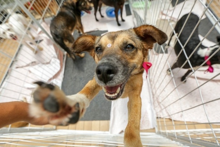 Amor em quatro patas: campanha promove adoção de animais em Manaus