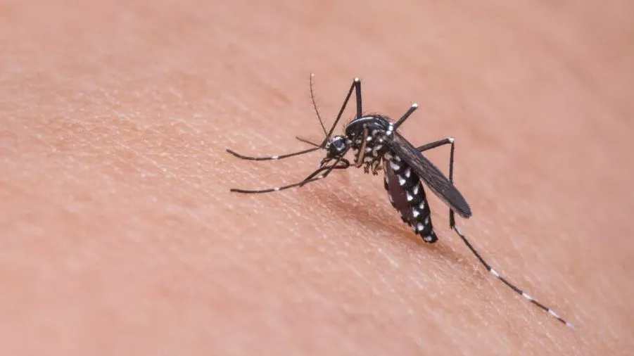 ALERTA: Brasil ultrapassa meio milhão de casos de dengue