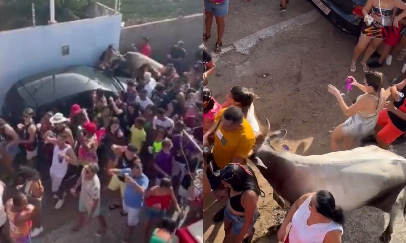 Vaca invade folia e deixa rastro de terror e fúria durante Carnaval; veja vídeo