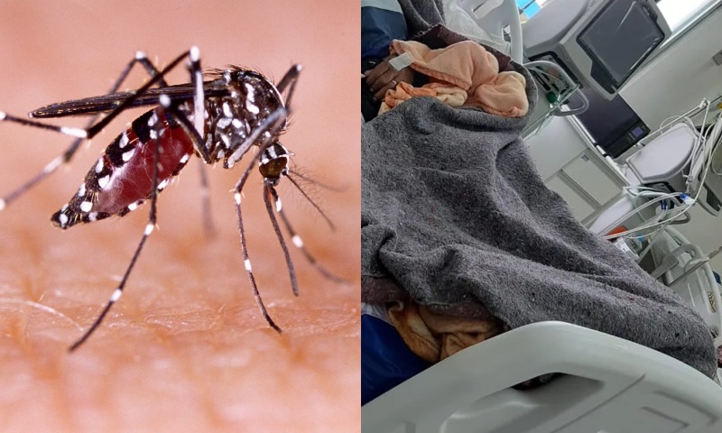 Casos de Dengue aumentam e Amazonas já se preocupa com UTIs