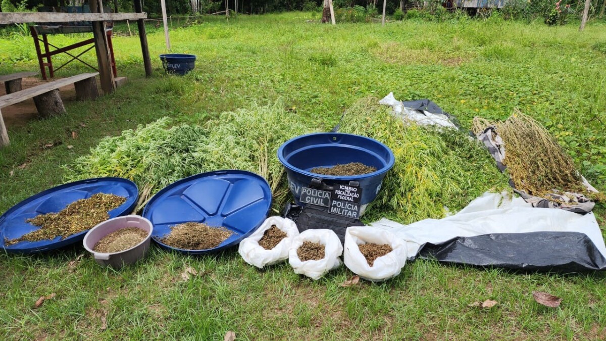 Trio é preso e plantação de mac0nha avaliada em cerca de R$ 300 mil é apreendida no Amazonas