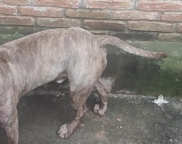 Ladrã0 leva a pior em lut4 com Pit Bull após tentar roubar chácara; imagens f0rtes